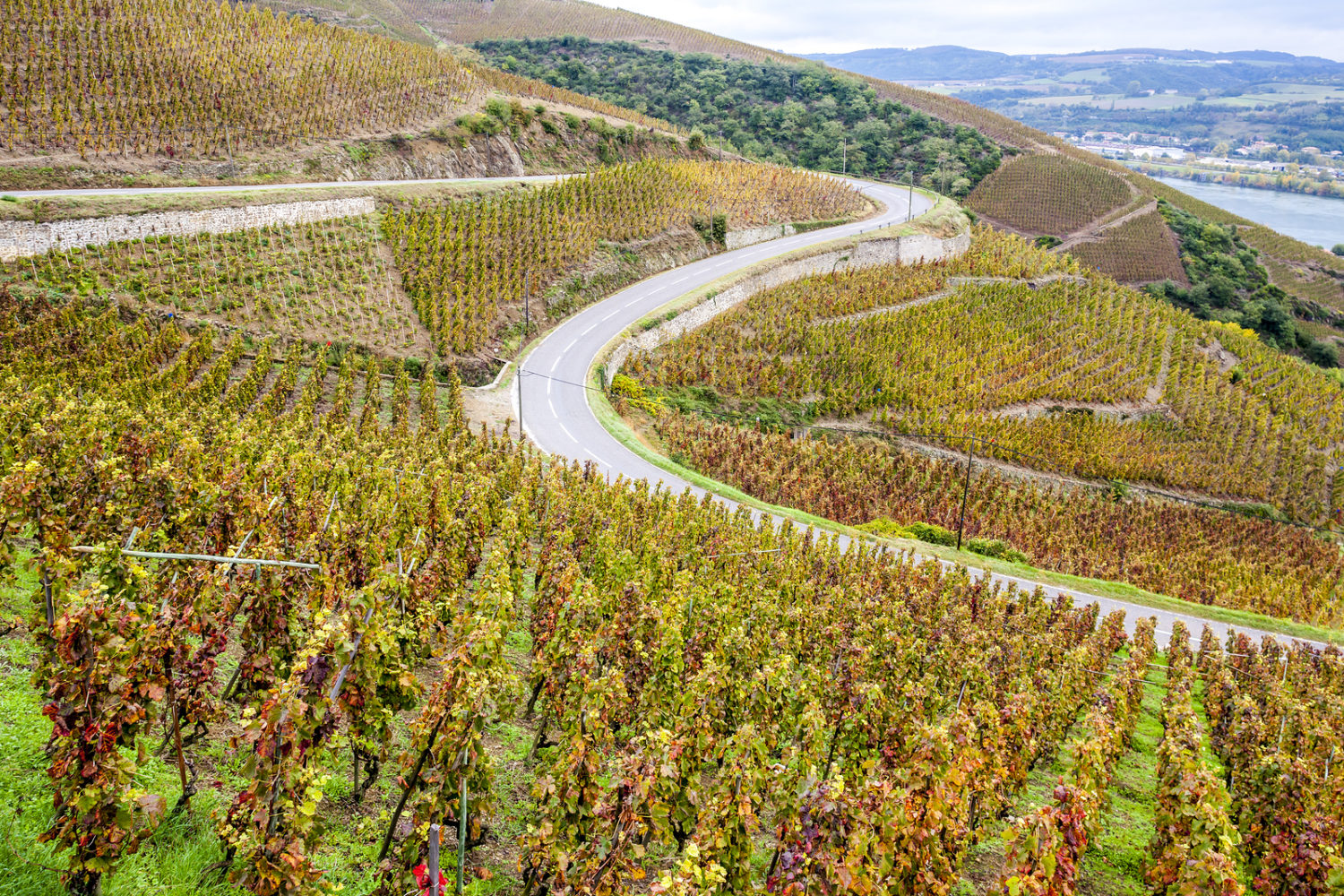 grand cru vineyard of Cote Rotie, Rhone-Alpes, France