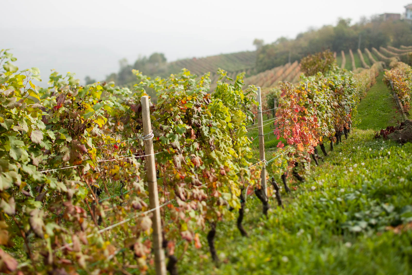 Vineyards in La Morra, Italy. ©Kevin Day/Opening a Bottle