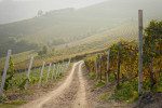 The Brunate vineyard between La Morra and Barolo, Italy. ©Kevin Day/Tanager Photography