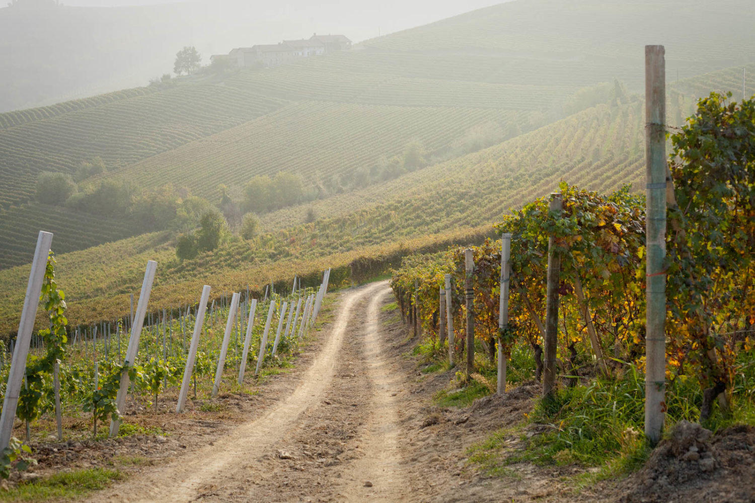 The Brunate vineyard between La Morra and Barolo, Italy. ©Kevin Day/Tanager Photography