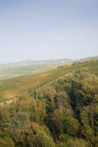 The Cannubi vineyard outside Barolo, Italy. ©Kevin Day/Tanager Photography