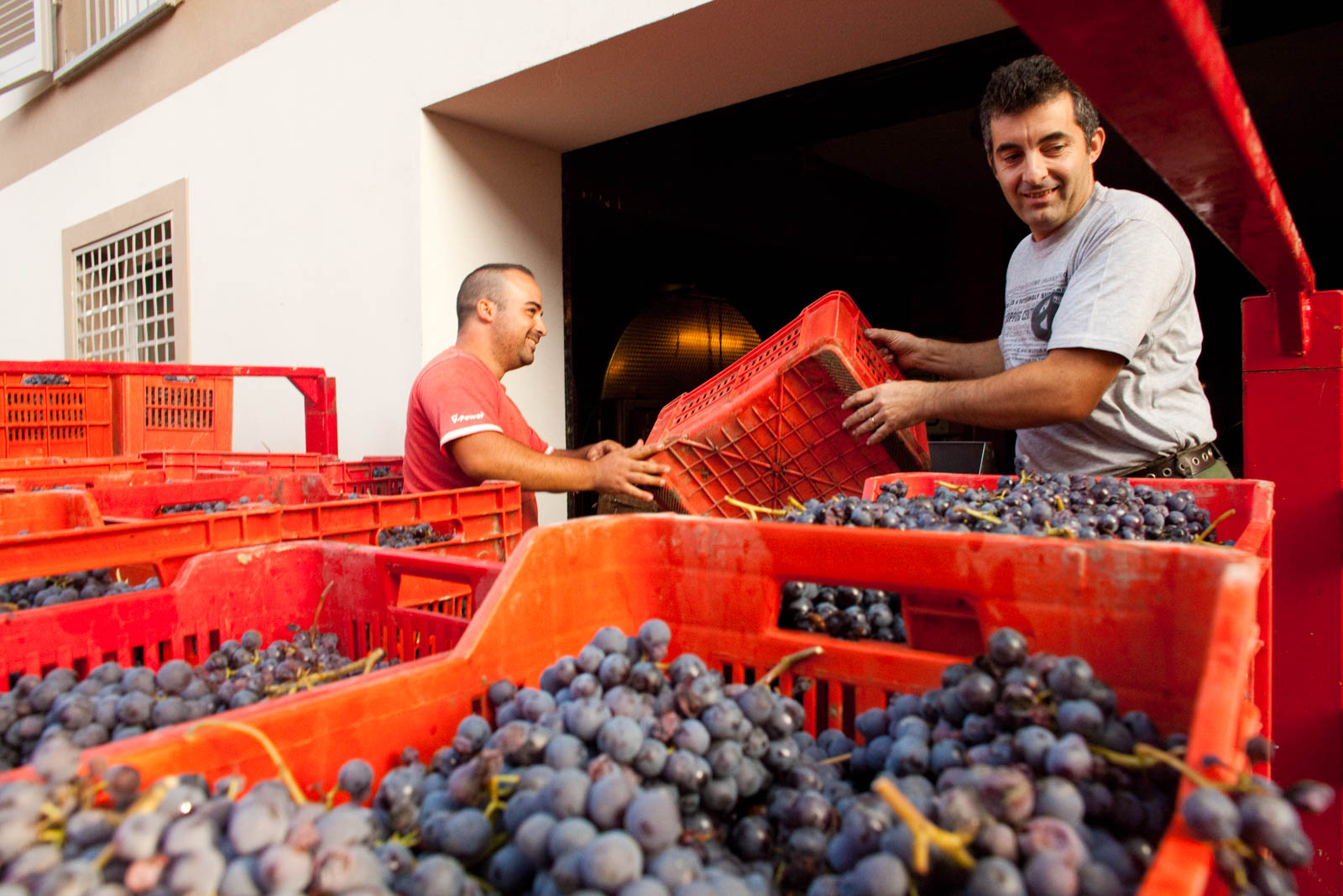 Grapes being harvested in Barolo, Italy. ©Kevin Day/Tanager Photography