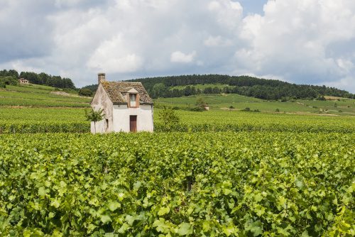 Vineyards near Beaune, France