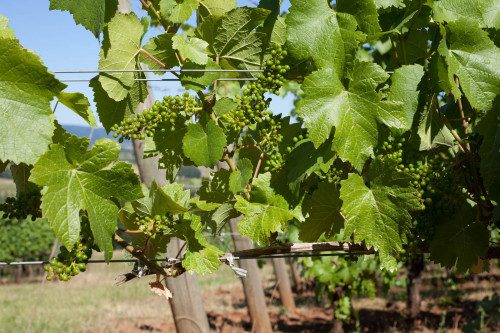 Awww ... baby Pinot Noir clusters! Ripen little ones! Ripen! ©Kevin Day