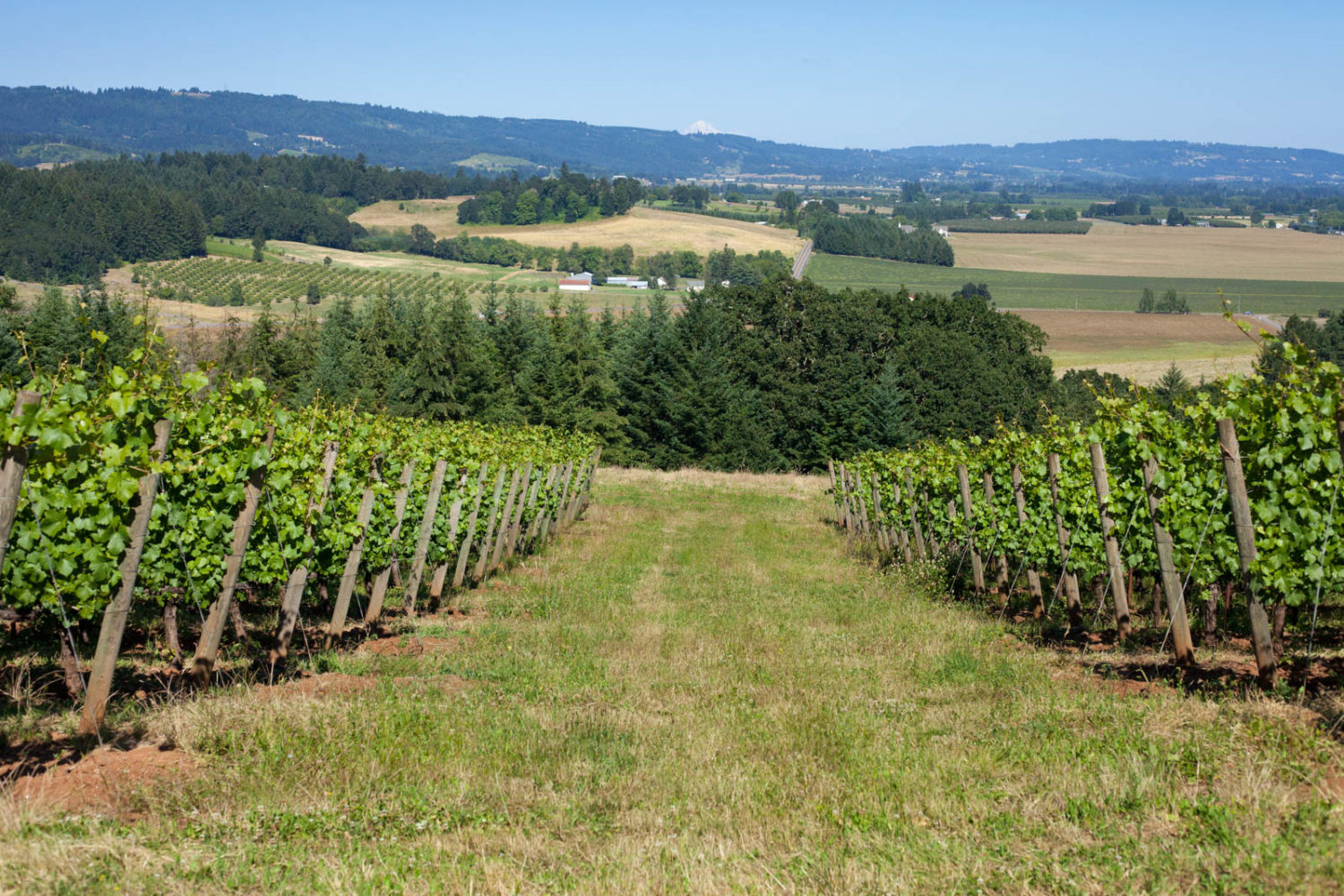 Penner-Ash estate vineyard, Mount Hood, Willamette Valley, Oregon