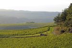 Landscape of vineyards near Chablis, France.