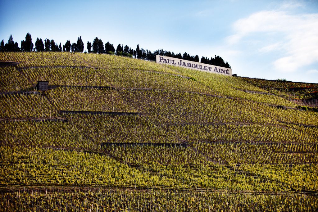 Vineyards in the Northern Rhône. ©Nigab Pressbilder. Flickr user. Licensed under Creative Commons.