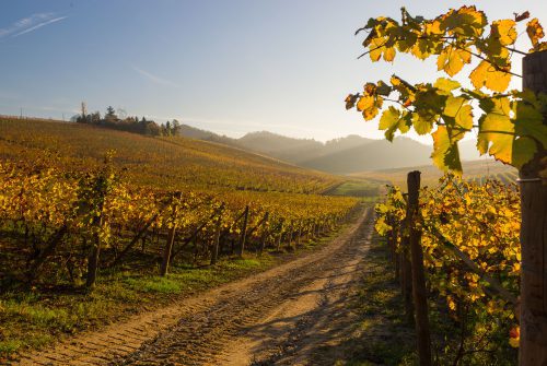 Yellow italian vineyard in autumn situated in Gavi, Piedmont.