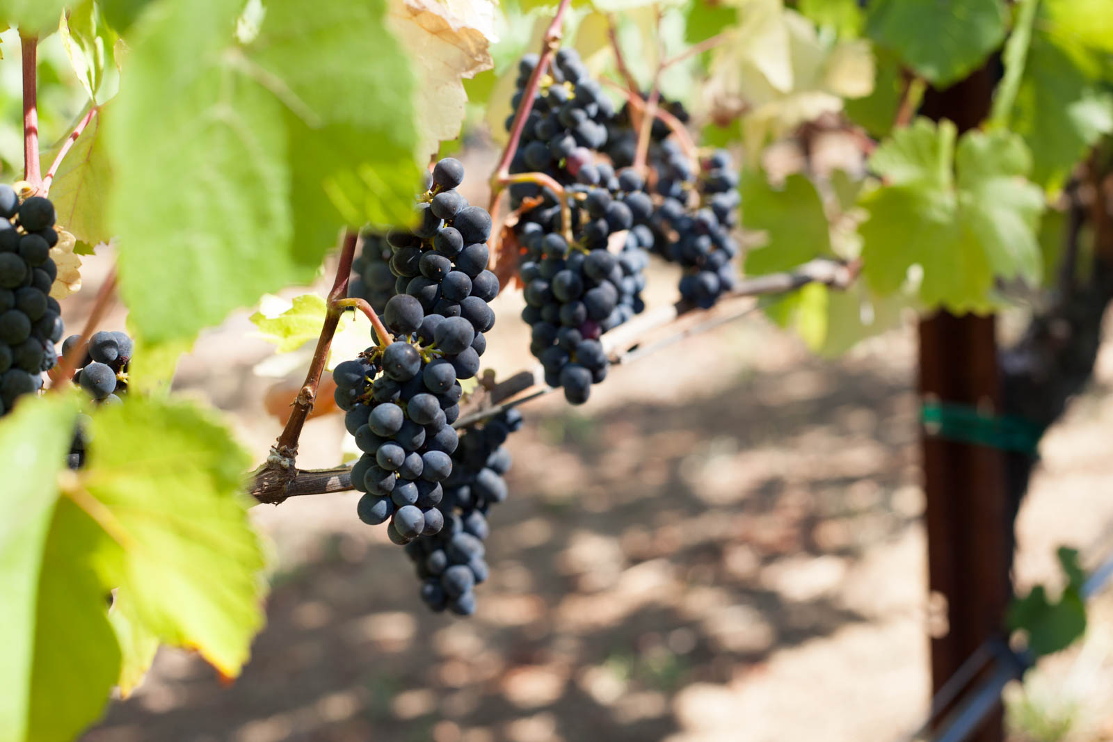 Pinot Noir grapes at Arista Winery, Russian River Valley, California. ©Kevin Day / Opening a Bottle