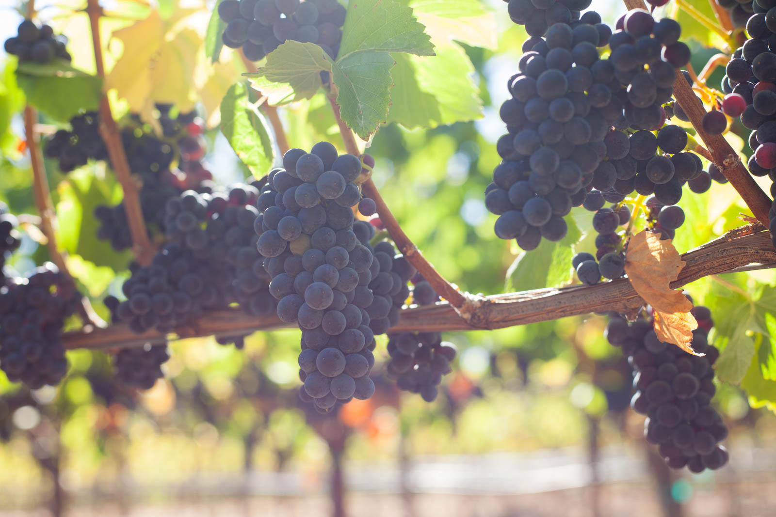 Pinot Noir grapes ripen up in the afternoon sun at Arista Winery. ©Kevin Day / Opening a Bottle