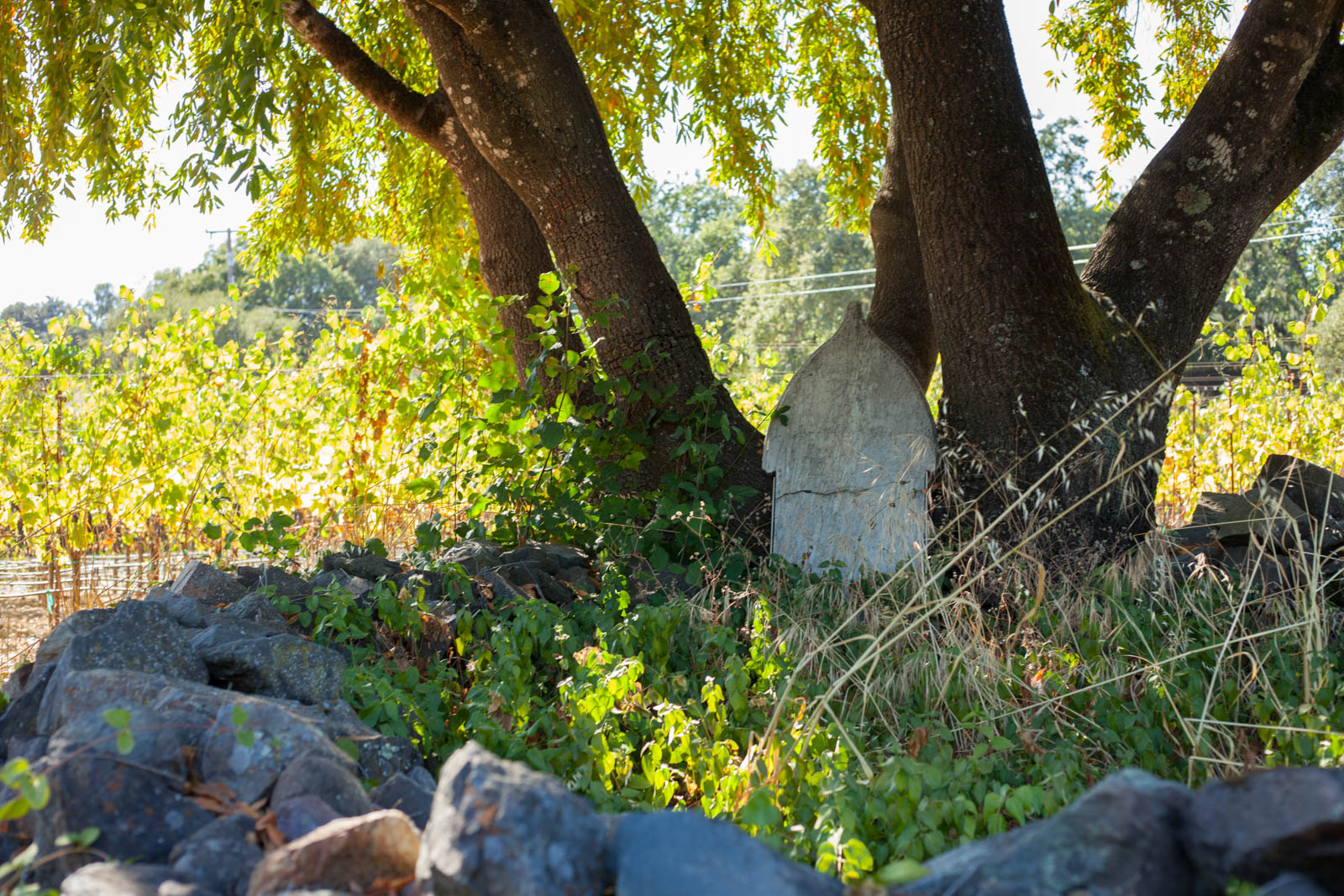 Rueben Harper's grave below the vines of the Harper's Rest Vineyard at Arista Winery. ©Kevin Day / Opening a Bottle