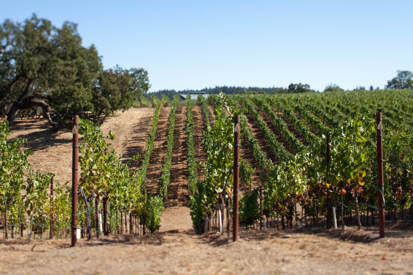 The Seven Stories Vineyard at Arista Winery. ©Kevin Day / Opening a Bottle