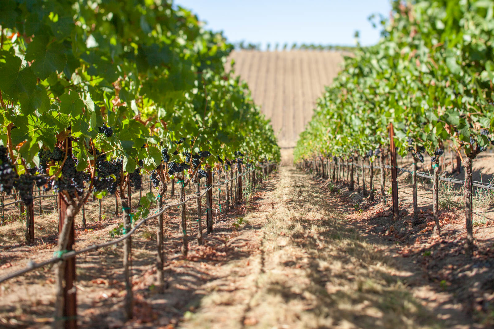 Arista's vineyards stretch over rolling terrain on the west side of the Russian River. ©Kevin Day / Opening a Bottle