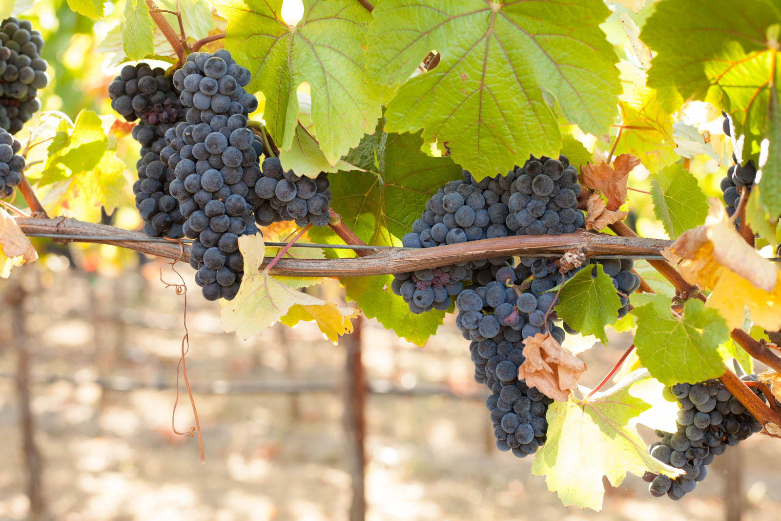 Pinot Noir grapes in the estate vineyard at Arista Winery. ©Kevin Day / Opening a Bottle