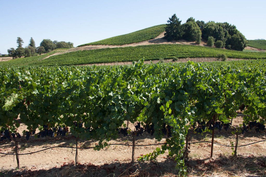 The estate vineyard surrounding MacRostie Russian River winery and tasting room. ©Kevin Day / Opening a Bottle