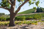 The vineyards at MacRostie Winery, Russian River, Sonoma, California