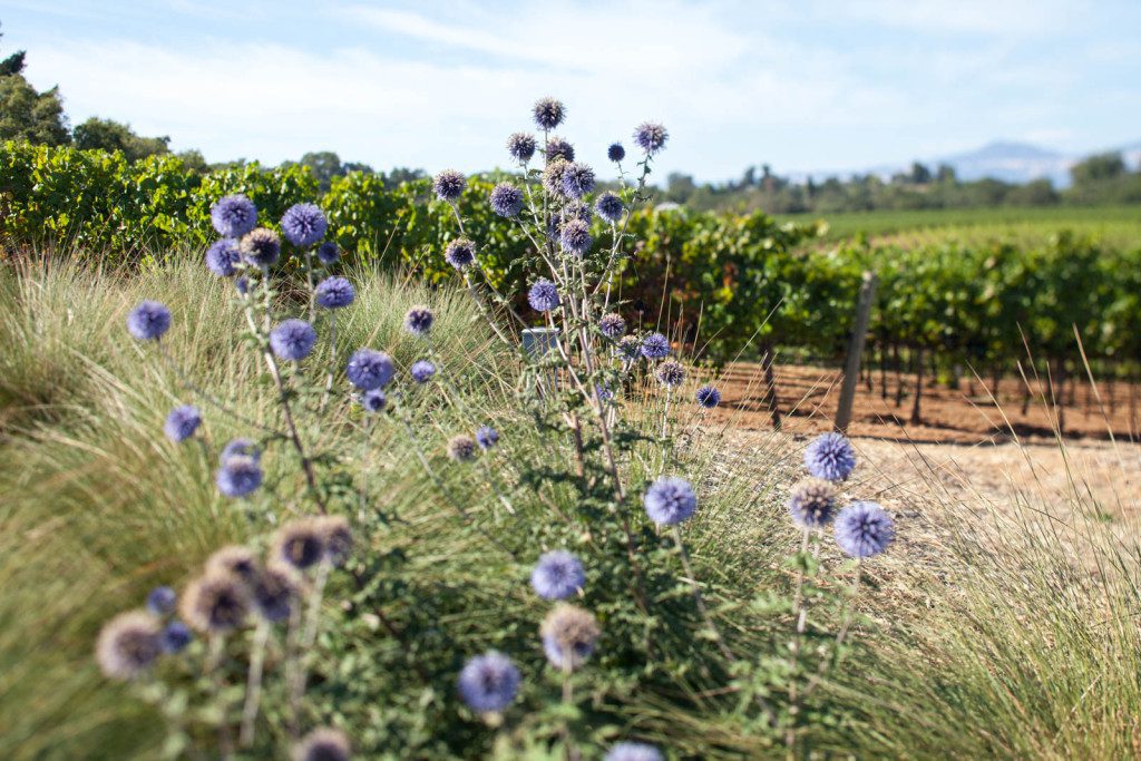 Scottish thistle are the emblem of MacRostie Winery and Vineyards — a tip of the cap to Steve MacRostie's heritage. ©Kevin Day/Opening a Bottle