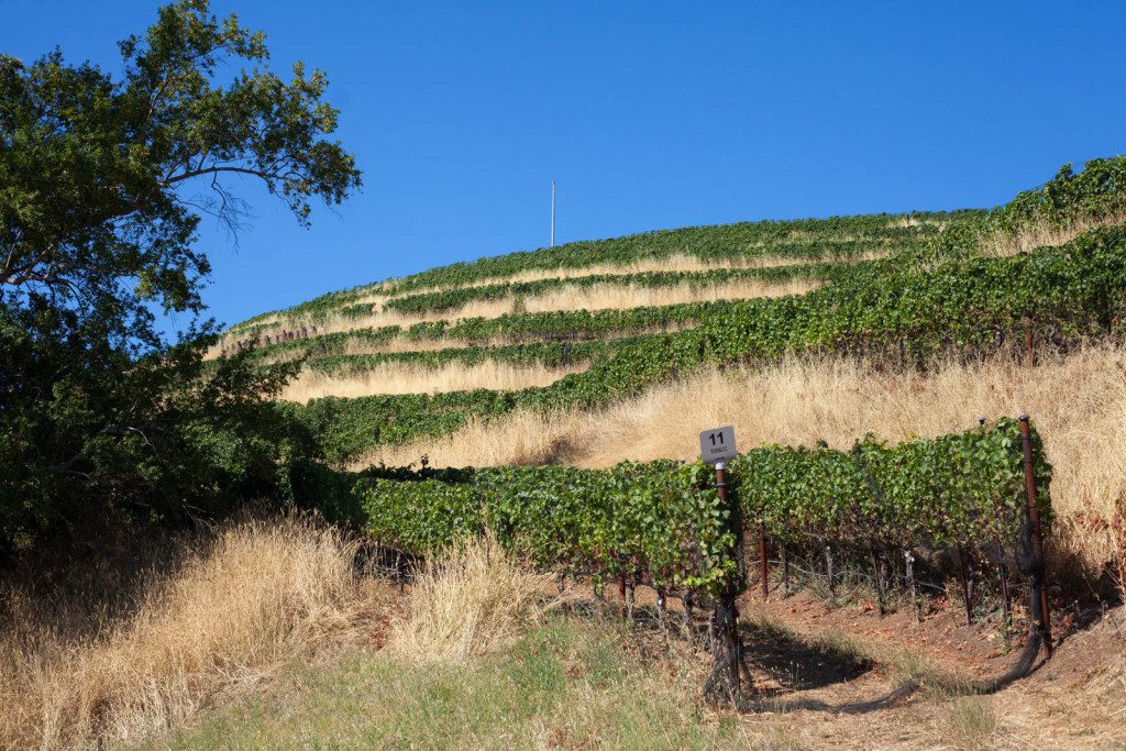 The hilltop vineyards at Fort Ross Winery, well above the fogline. ©Kevin Day / Opening a Bottle