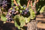 Pinot Noir grapes at Fort Ross Vineyard. ©Kevin Day / Opening a Bottle