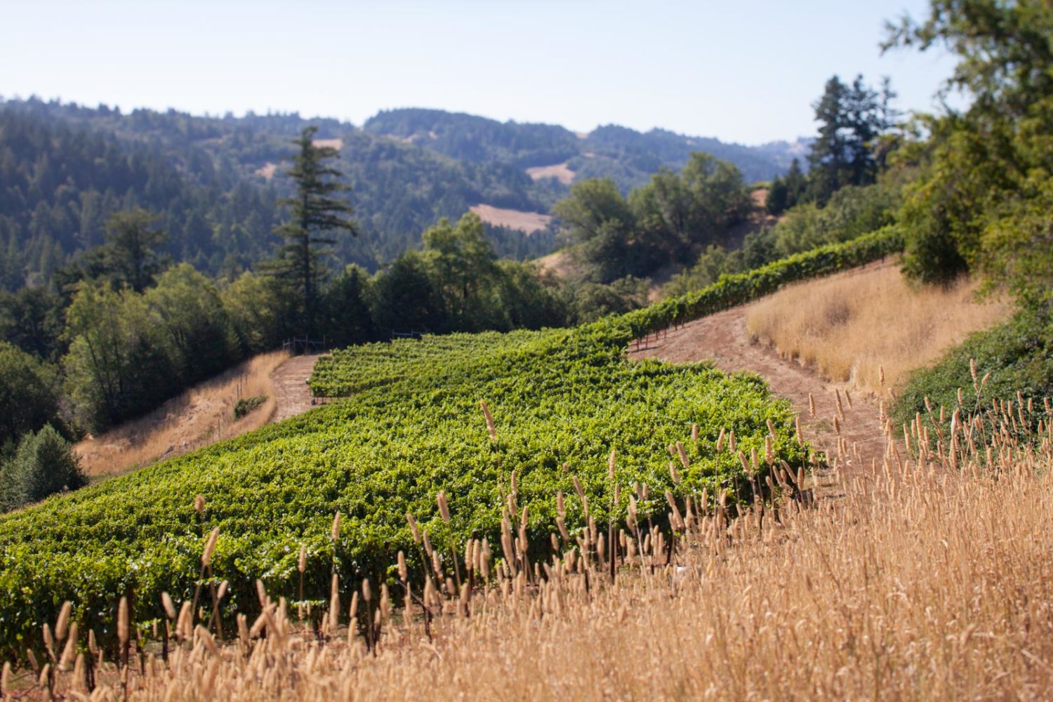 The lower stretches of the Fort Ross Vineyard, Sonoma Coast, Seaview, Jenner, California. ©Kevin Day / Opening a Bottle