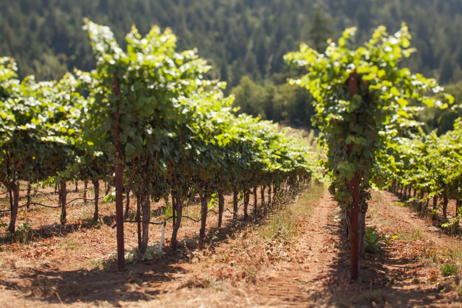 Vineyards at Fort Ross Vineyard, Sonoma Coast, near Jenner, California . ©Kevin Day / Opening a Bottle