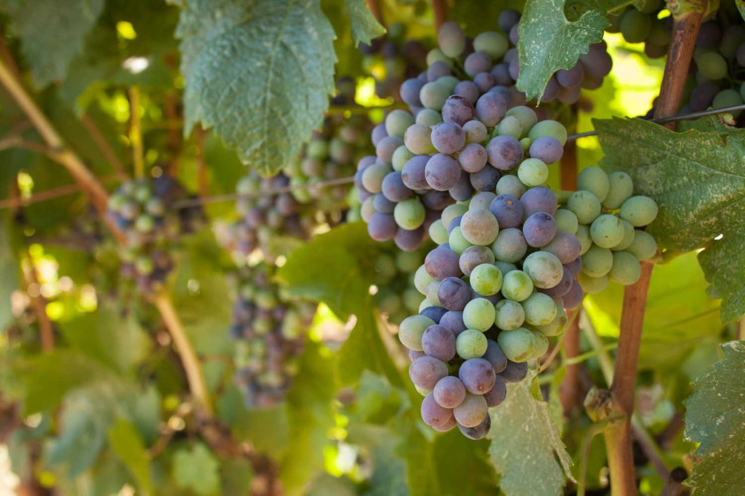 Pinotage clusters at veraison, Fort Ross Vineyard. ©Kevin Day / Opening a Bottle