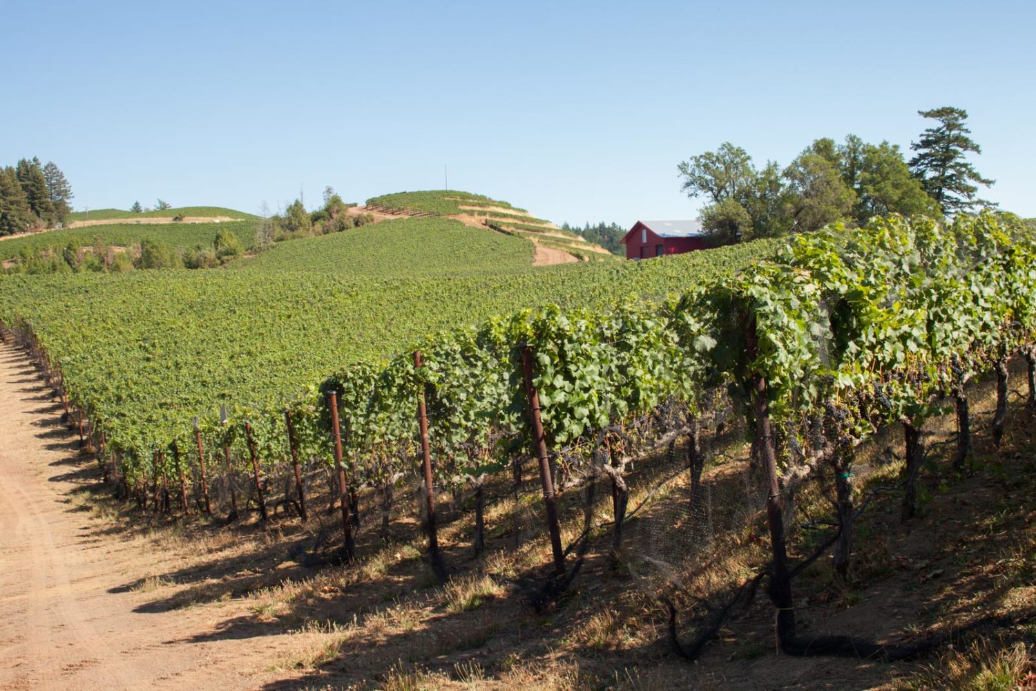 Looking south toward the highest point of the Fort Ross Vineyard. ©Kevin Day / Opening a Bottle