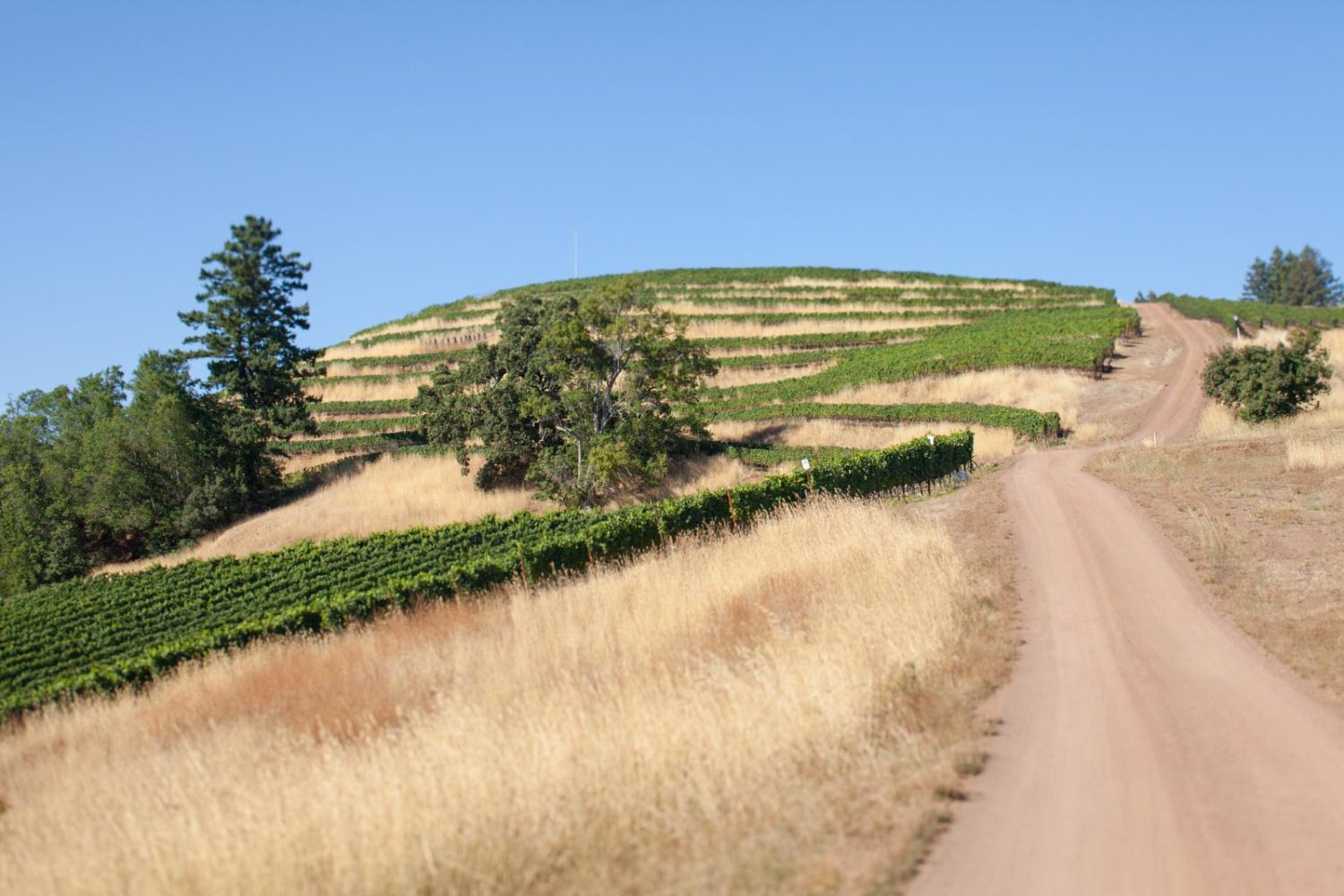 Fort Ross Winery Vineyard Sonoma Coast California Seaview ©Kevin Day / Opening a Bottle