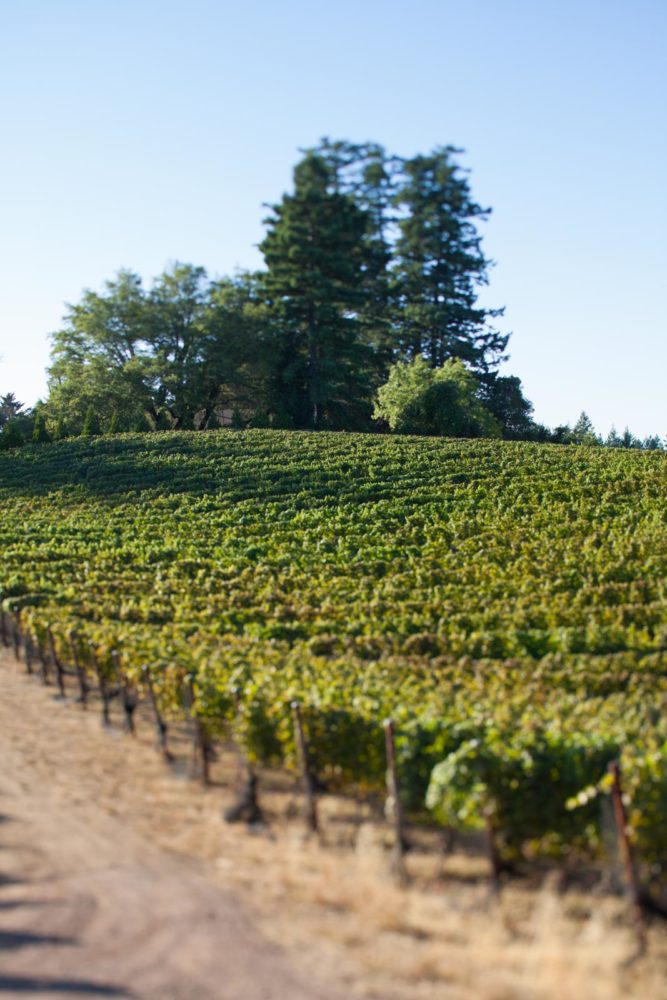 Vineyard at Fort Ross Vineyards & Winery, Jenner, California, Sonoma Coast. ©Kevin Day/Opening a Bottle