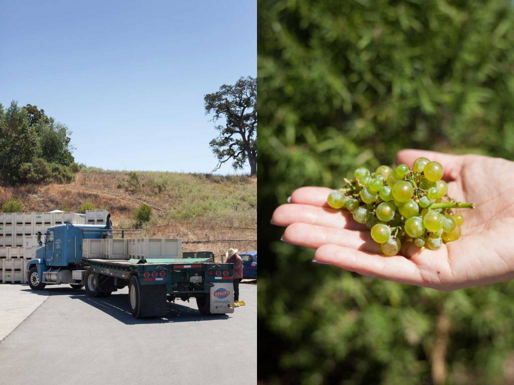 Just-harvested Chardonnay grapes delivered to Copain from Monterrey. ©Kevin Day / Opening a Bottle