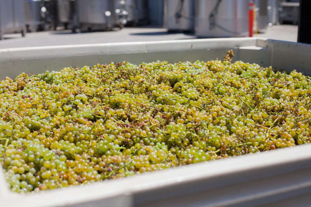 Chardonnay grapes from the Laurels Grade vineyard in Monterrey, just arrived from the truck at Copain. ©Kevin Day / Opening a Bottle