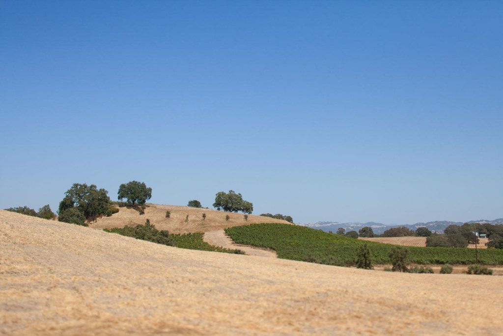 The view toward Napa from Copain Wines Tasting Room. ©Kevin Day / Opening a Bottle