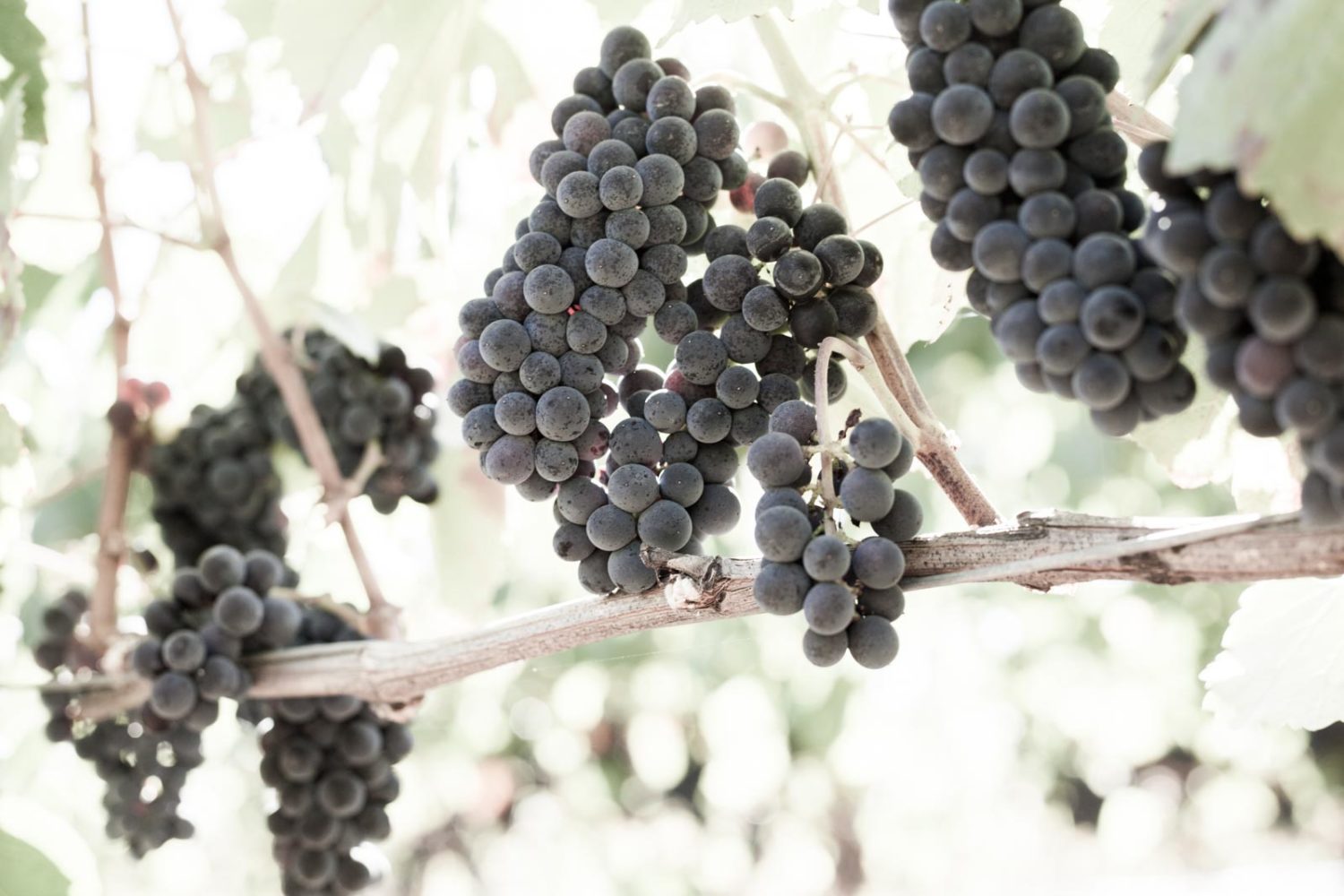 Desaturated Grapes Growing in Sonoma County, At Arista Winery in the Russian River Valley.