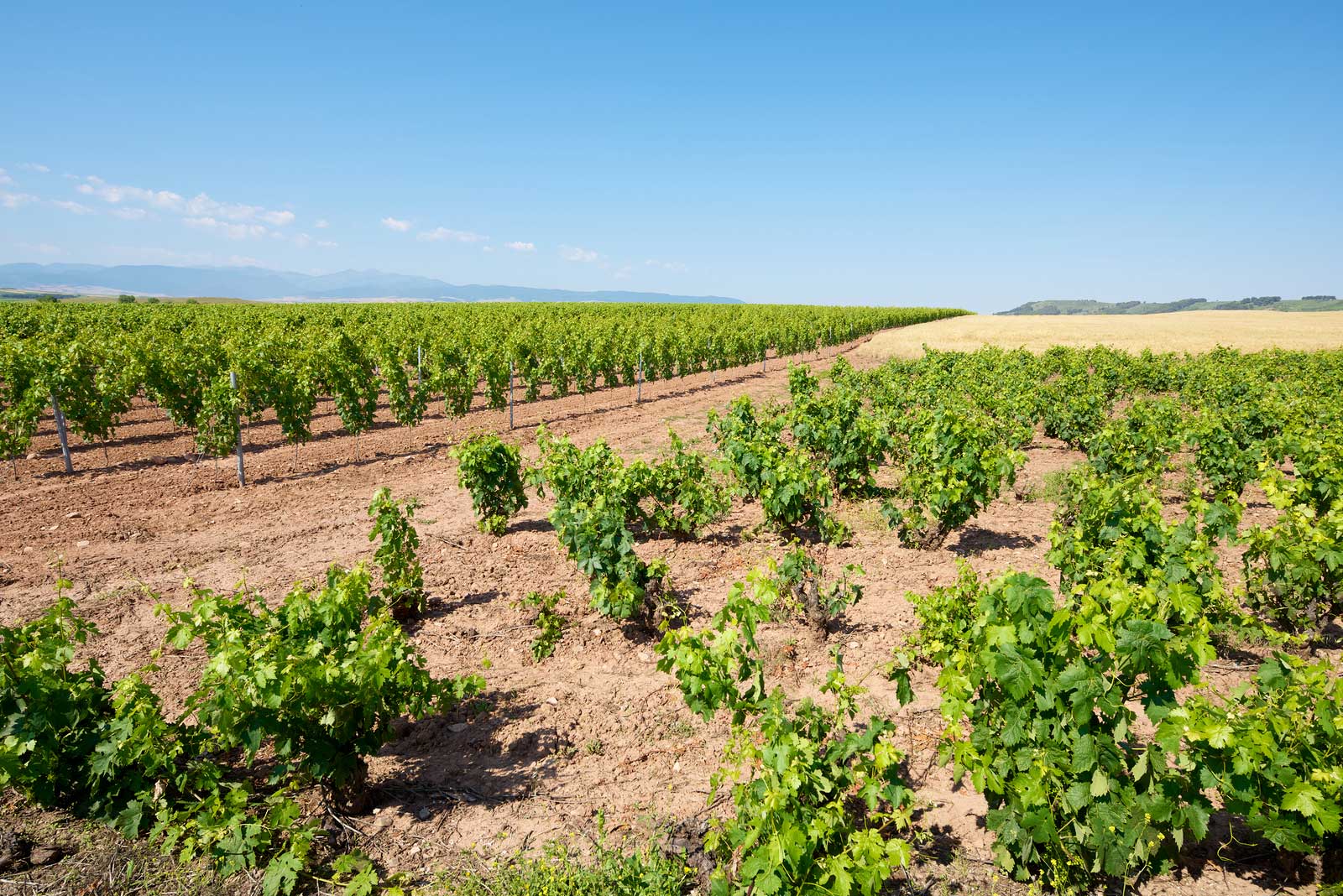 Bush vines of Grenache in Rioja, Spain.