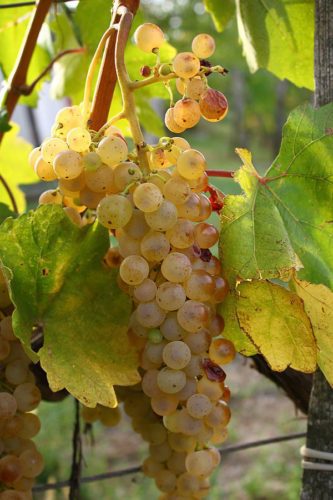 Hárslevelü grape cluster