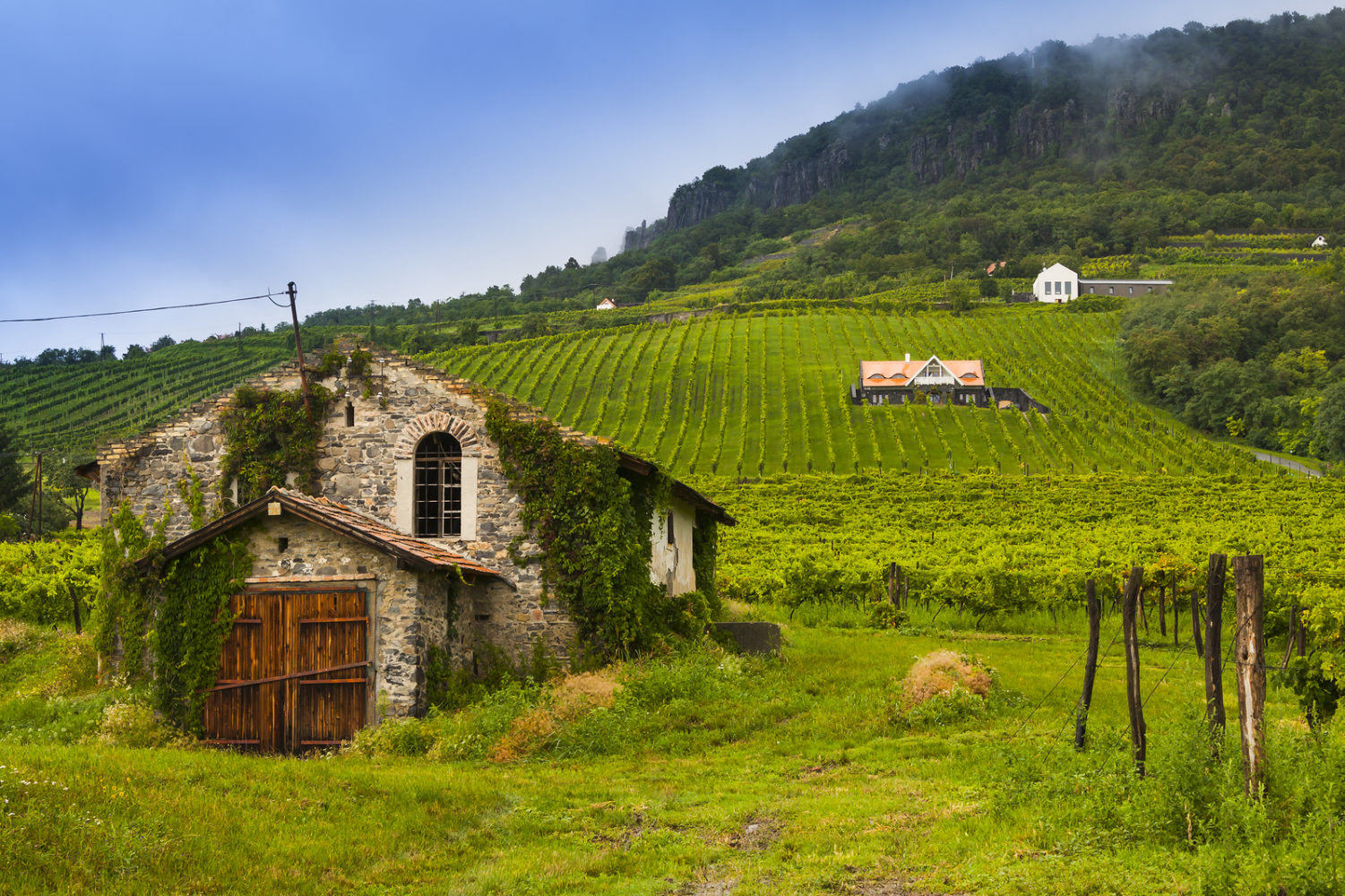 A vineyard landscape in the Badacsony wine region of Hungary. Hárslevelü