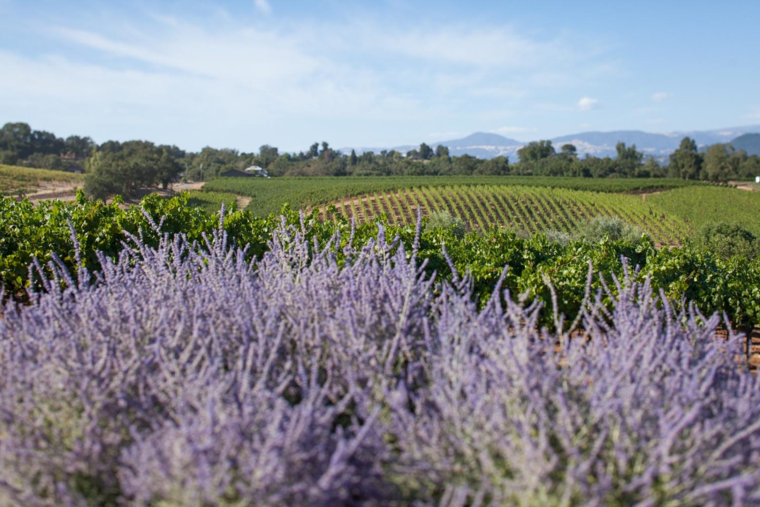 The view from MacRostie Winery in the Russian River Valley of Sonoma. ©Kevin Day / Opening a Bottle