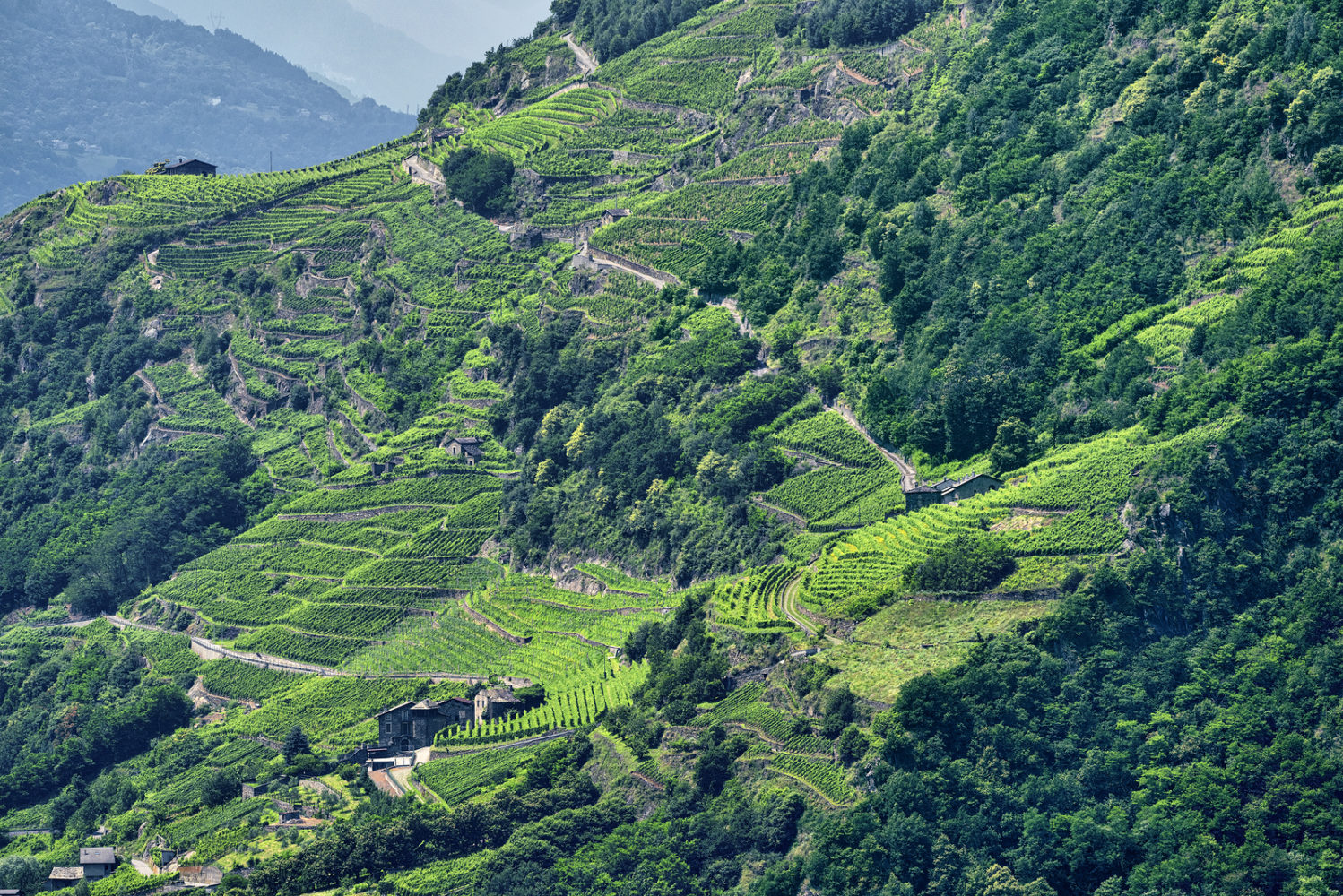 View of Valtellina from the road to Passo Aprica (Sondrio Lombardy Italy) at summer. Vineyards