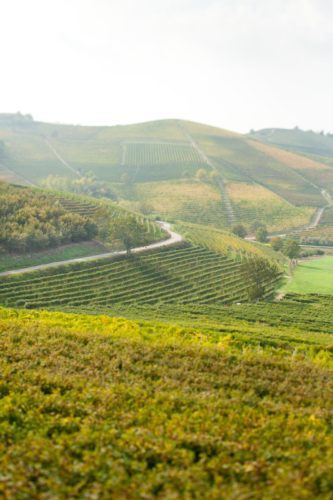 The vineyards of Barbaresco. ©Kevin Day/Opening a Bottle