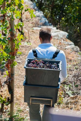 Harvesting grapes in the Valtellina region of Northern Italy. © ARPEPE