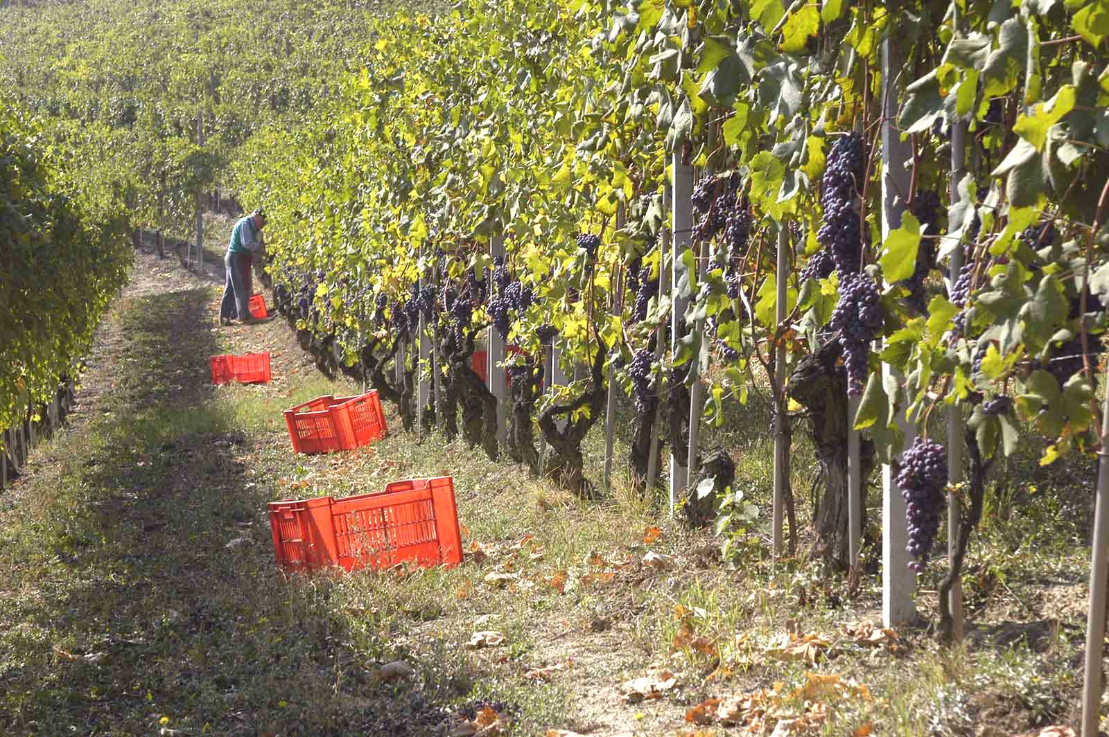 Harvest in the vines of Barbaresco. ©Produttori del Barbaresco