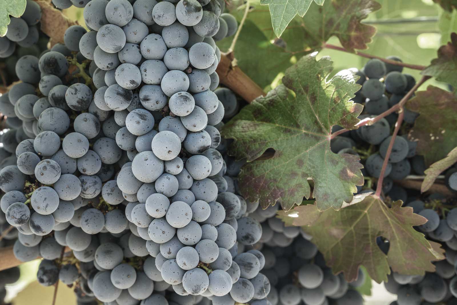 Cabernet Sauvignon grapes