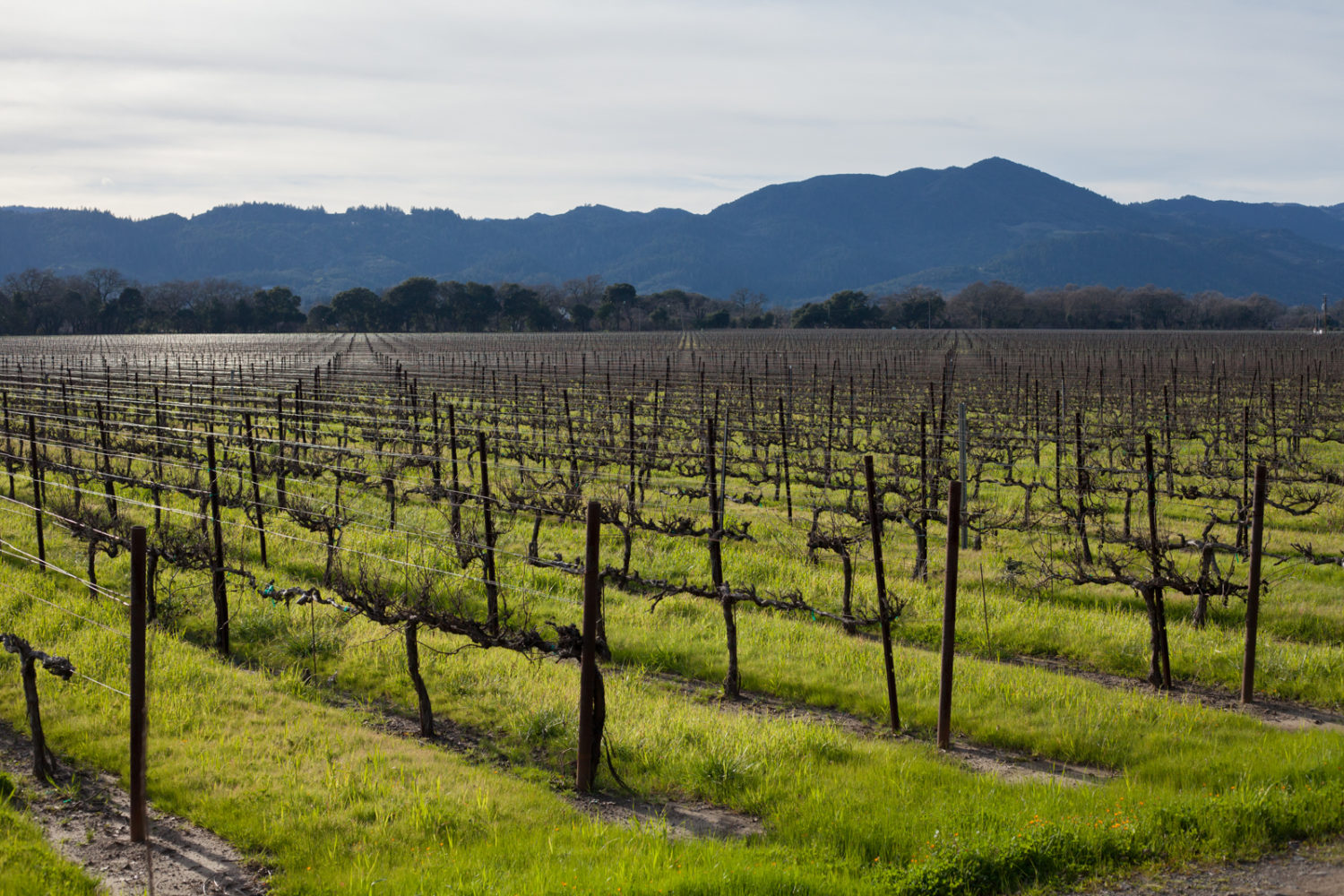 The Gamble Vineyard soaks up late winter sun in the heart of Napa Valley. ©Kevin Day / Opening a Bottle