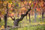 La Crena vineyard near Agliano (Asti), Italy ©Vietti WInery