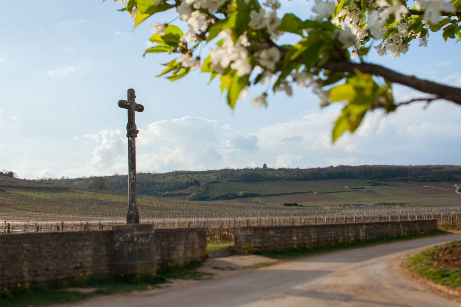 The Romanée-Conti Grand Cru in springtime. ©Kevin Day / Opening a Bottle