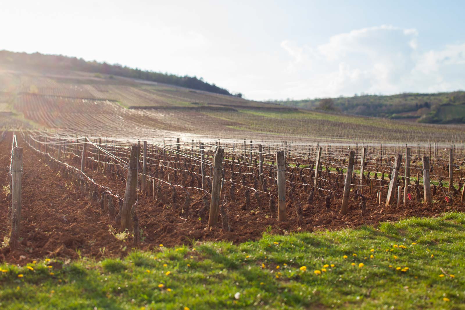 The Romanée-Conti Grand Cru lies just outside the village of Vosne-Romanée, Burgundy, France. ©Kevin Day / Opening a Bottle