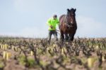 A man tends to his vineyard with a horse and plow in the Moulin-à-Vent region of Beaujolais, Burgundy, France. ©Kevin Day/Opening a Bottle