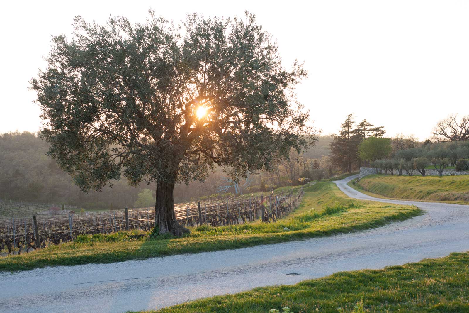 Chêne Bleu vineyard at sunset, Gigondas, Dentelles de Montmirail, France. ©Kevin Day/Opening a Bottle