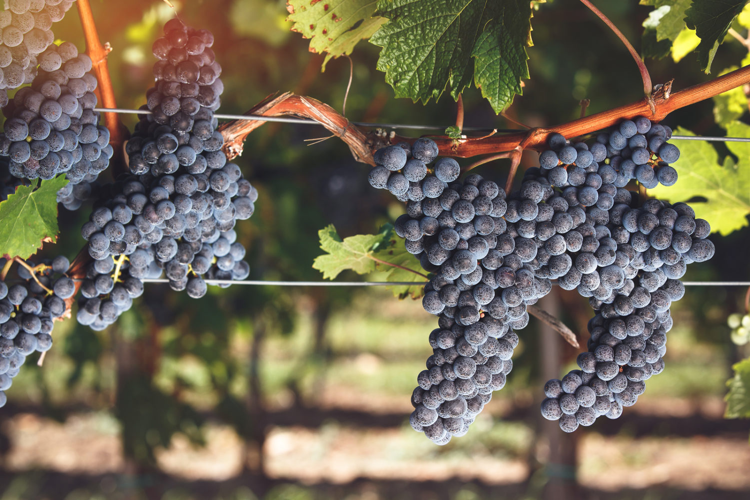 Ripe Cabernet Franc grapes on vine growing in a vineyard at sunset time. Selective focus, vintage toned image