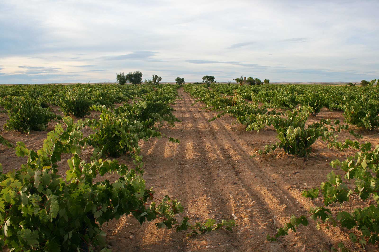 The dry plateau of the Toro DO in Spain. ©Vintae